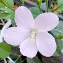 花苗 珍しい 這い性 ハイビスカス ロバツス 1鉢 3.5号 花なしでお届け【お届け中】Hibiscus lobatus 1年草 グランドカバー 桃花 夏苗 耐...