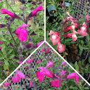 花苗 夏 サルビア チェリーセージ 選べる3種 1鉢 3〜3.5号【お届け中】Salvia サルビア 桃花 庭植え 花壇 鉢植え 寄せ植え 春 ハッピーガーデン