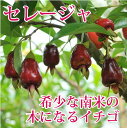 果樹 苗 セレージャ 1鉢 3.5号【お届け中】 Eugenia involucrata フトモモ科フトモモ属 耐寒性熱帯果樹 夏苗 苗物 木 低木 果樹鉢植え 庭植え 南米の イチゴ いちご 収穫 白花 ハッピーガーデン