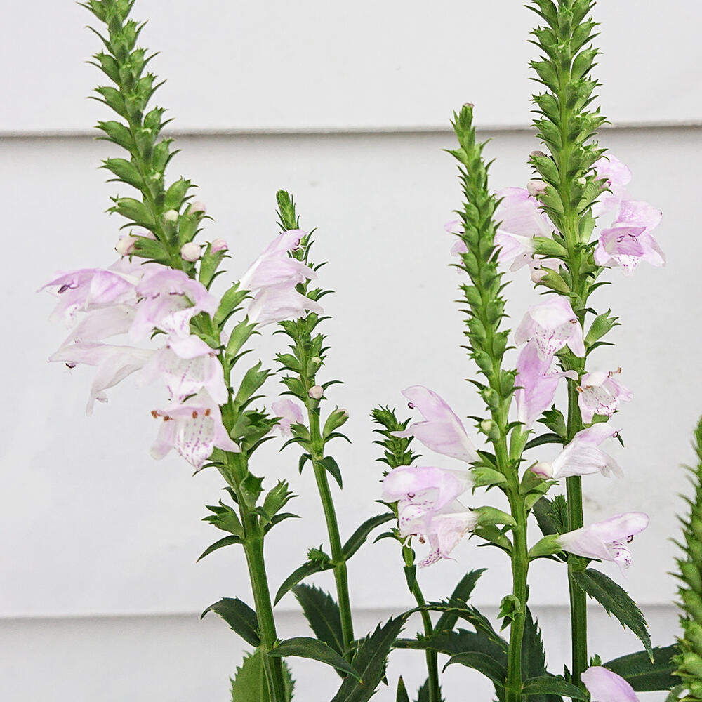 花苗 フィソステギア カクトラノオ ピンク 1鉢3~3.5号【お届け中】Physostegia virginiana ハナトラノオ 花虎の尾　丈夫 多年草 宿根草 桃花 花壇 イングッシュガーデン ガーデン ガーデニング 花壇 草花 夏苗 秋苗 フィソステジア ハッピーガーデンのサムネイル