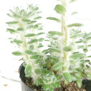 花苗 ポーチュラカ ウェルデルマニー 1鉢 3号【お届け中】...
