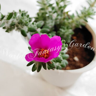 食用にもできる ポーチュラカの花言葉をご紹介 意味の由来や開花する時期も解説 暮らし の 食用にもできる ポーチュラカの花言葉をご紹介 意味の由来や開花する時期も解説 暮らし の