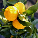 一才柚子 6号 Citrus hanayu Hort.ex Shirai