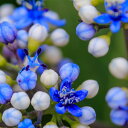 花苗 常山アジサイ 碧のひとみ 1鉢 3〜3.5号【お届け中】Dichroa febrifuga あじさい 紫陽花 常緑低木 青花 にわうえ 鉢植え