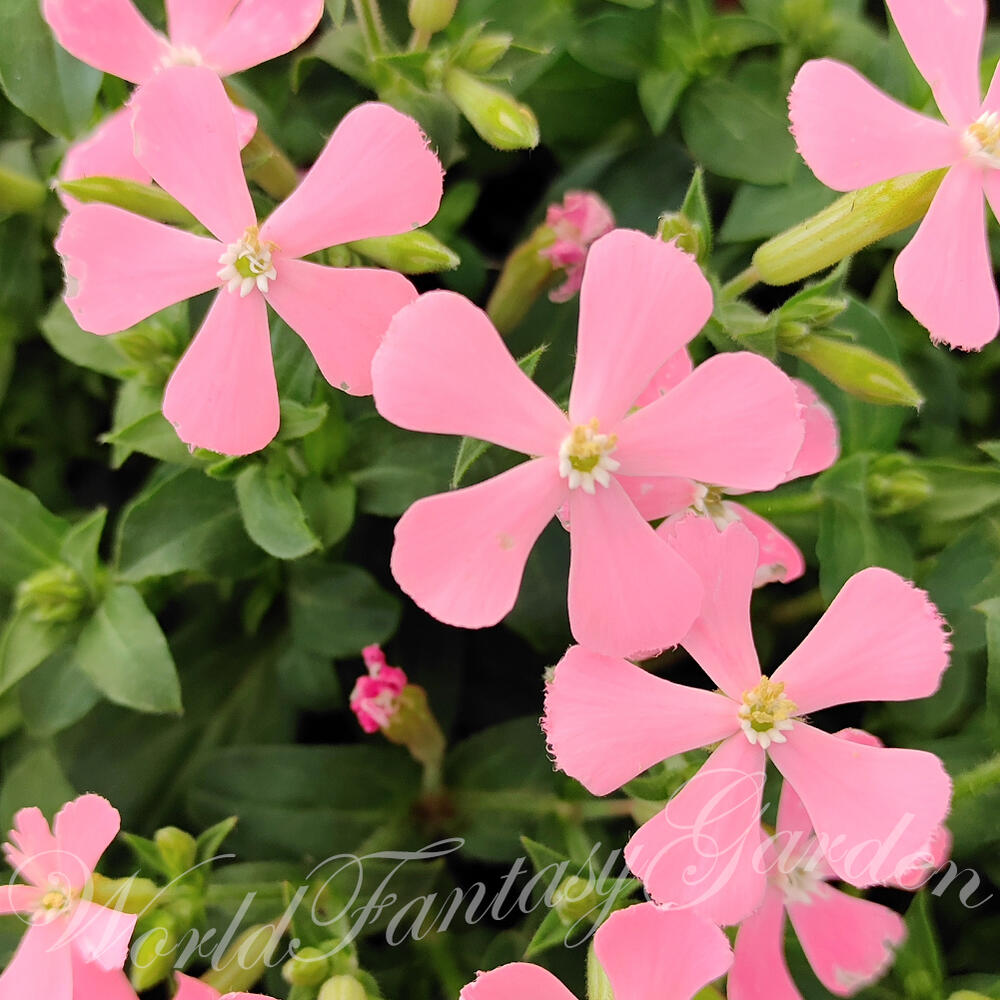 花苗 春 シレネ アプリコットパンサー 1鉢 3～3.5号 【先行予約2月中旬～お届け】Silene caroliana 花苗 秋 冬 苗 多年草 花の苗 草丈低中 イングリッシュガーデン 鉢植え 庭植え ガーデニング 花壇 カロリニアナ 【2024SPR】 ハッピーガーデン HappyGardenのサムネイル