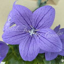 花苗 夏 キキョウ アストラ ブルー 1鉢 3.5号【お届け中】Platycodon grandiflorus 耐寒性 多年草 苗 青花 ききょう 桔梗 花の苗...
