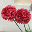 花苗 多年草 アルメリア バレリーナ レッド1鉢 3～3.5号【お届け中】Armeria pseudarmeria Ballerima Red イソマツ科アルメリア属の耐寒性常緑多年草 花壇 コンテナ 切花 ロックガーデン 日なた 草丈低 ハッピーガーデン