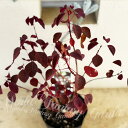 花苗 ユーフォルビア チョコリーフ 1鉢 3.5号【お届け中】Euphorbia cotinifolia Choco Leaf 耐寒性多年草 庭植え 鉢植え