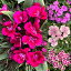   󥵥 ޤ ߥå 3ȭå 3.5ڤϤDianthus ¿ǯ ɺ 󥰥å奬ǥ  ʤǤ ʥǥ  դ ϥåԡǥ