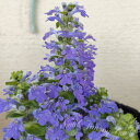 花苗 アジュガ エメラルドチップ 1鉢 2.5~3号【お届け中 通年販売】ajuga 多年草 青花 日陰 シェードガーデン 庭植え 花壇 鉢植え 寄せ植え コンテナ 夏苗 ハッピーガーデン
