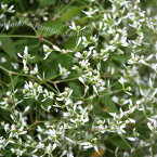 花苗 春 ユーホルビア グラマー 1鉢 3.5号【お届け中】Euphorbia hybrid ユーフォルビア トウダイグサ 灯台草 草花 白花 一年草 多年草 低木 鉢植え 庭植え 花壇 地植え ガーデン ガーデニング