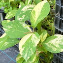 花苗 斑入り 水引 1鉢 3~3.5号【お届け中】Persicaria filiformis 耐寒性多年草 苗 カラーリーフ 草丈中 イングリッシュガーデン 苗物 多年草 鉢植え 庭植え ガーデニング 花壇 春 夏苗 ハッピーガーデン