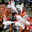 花苗 アベリア フランシスメイソン 1鉢 3～3.5号【お届け中】Abelia x grandiflora 鉢植え プランター ハーブ 非耐寒性一年草 ガーデン ガーデニング