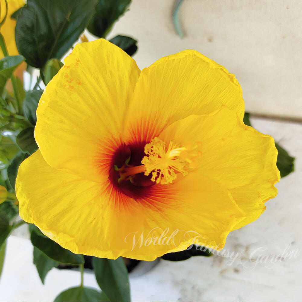 楽天市場】ハイビスカス苗の通販