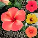 花苗 ガーデン ハイビスカス 選べる種類 1鉢 3.5号【お届け中】Hibiscus 低木 熱帯植物 常緑性 ガーデン ガーデニング