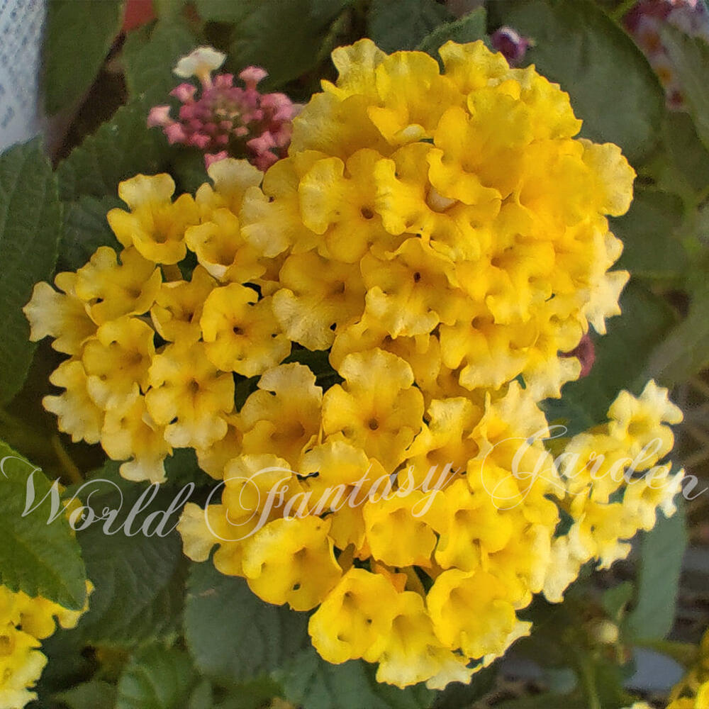 花苗 ランタナ イエロー 1鉢 3.5号【お届け中】Lantana camara 黄花 ガーデニング 花壇 鉢植え 庭植え ガーデン 苗 草花 夏の花 花 ハンギング 花色変化 しちへんげ 苗 草花の苗