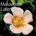 花苗 夏 マルバストラム ラテリティウム 1鉢 3.5号ロングポット【お届け中】Malvastrum Lateritium 多年草 草丈低 桃花 苗 鉢植え 庭...