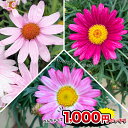 1000円ポッキリ 花苗 春 マーガレット 色おまかせ 3鉢セット 3～3.5号【お届け中】Argyranthemum frutescens 桃花 赤…