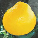 果樹 柑橘類 瑞季 みずき 1鉢 7号【即納 地域限定送料無料】ミズキ 花 果物 果樹鉢 植物 記念樹 贈り物 鉢植え 実のなる木 ハッピーガーデン
