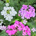 花苗 宿根バーベナ テネラ 色おまかせ3鉢セット 3〜3.5号【お届け中】立ち性 草花 夏 多年草 苗 イングリッシュガーデン ガーデニング 花の苗 ハッピーガ...