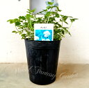 ハーブ 苗 オレガノ 4号 1鉢 花なしでお届け【お届け中】Origanum vulgare 夏苗 イタリア料理 多年草 桃花 花期長い 丈夫 グランドカバー ...