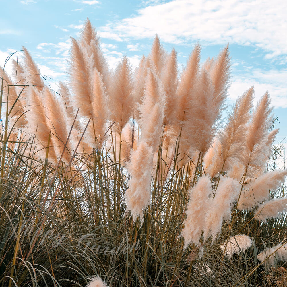 グラス苗 夏 パンパスグラス 選べる2種類 1鉢 3〜3.5号ロング【お届け中】Cortaderia selloana ピンクフェザー ホワイトフェザー 多年草 オーナメンタル ドライフラワー アクセント 秋 庭植え 鉢植え イングリッシュガーデン ハッピーガーデンのサムネイル