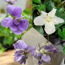 花苗 夏 パルマスミレ 選べる種類 1鉢 3号ロング〜3.5号ロング 花なしでお届け【お届け中】Parma Violet 八重咲き ニオイスミレ 匂いすみれ 半...