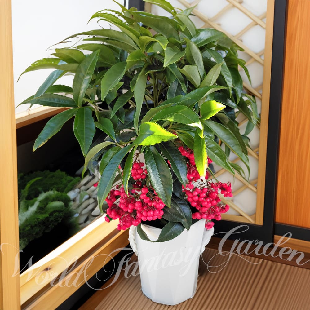 鉢植え 実付き マンリョウ ボスプレミアム レッドベリーズ 1鉢 4号【お届け中】Ardisia crenata 縁起の良い植物 縁起担ぎ 万両 お正月 縁起が良い 実付き苗