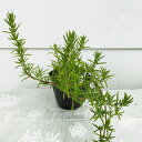 ハーブ苗 夏 這性 ローズマリー サンタバーバラ 1鉢 3.5号ロングポット【お届け中】 Rosmarinus officinalis ハーブ 苗 夏苗 花苗 ...