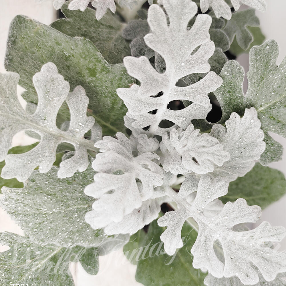 1000円ポッキリ 花苗 白妙菊 シロタエギク 3ポットセット 3～3.5号【お届け中】Senecio cineraria しろたえぎく カラーリーフ 苗 シルバーリーフ ガーデニング 庭植え 花壇 ガーデン 草花 多年草 寄せ植えのサムネイル