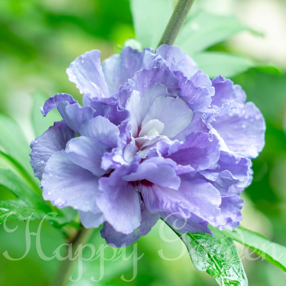 花木 ムクゲ 紫玉 しぎょく 1鉢 5号【お届け中】Hibiscus syriacus 鉢植え アオイ フヨウ 庭木 落葉性 青花 花が咲く木 花 八重咲き ガーデン ガーデニング ヒビスクス ハイビスカス 木槿 むくげ 庭植え 鉢植え 夏 ハッピーガーデン