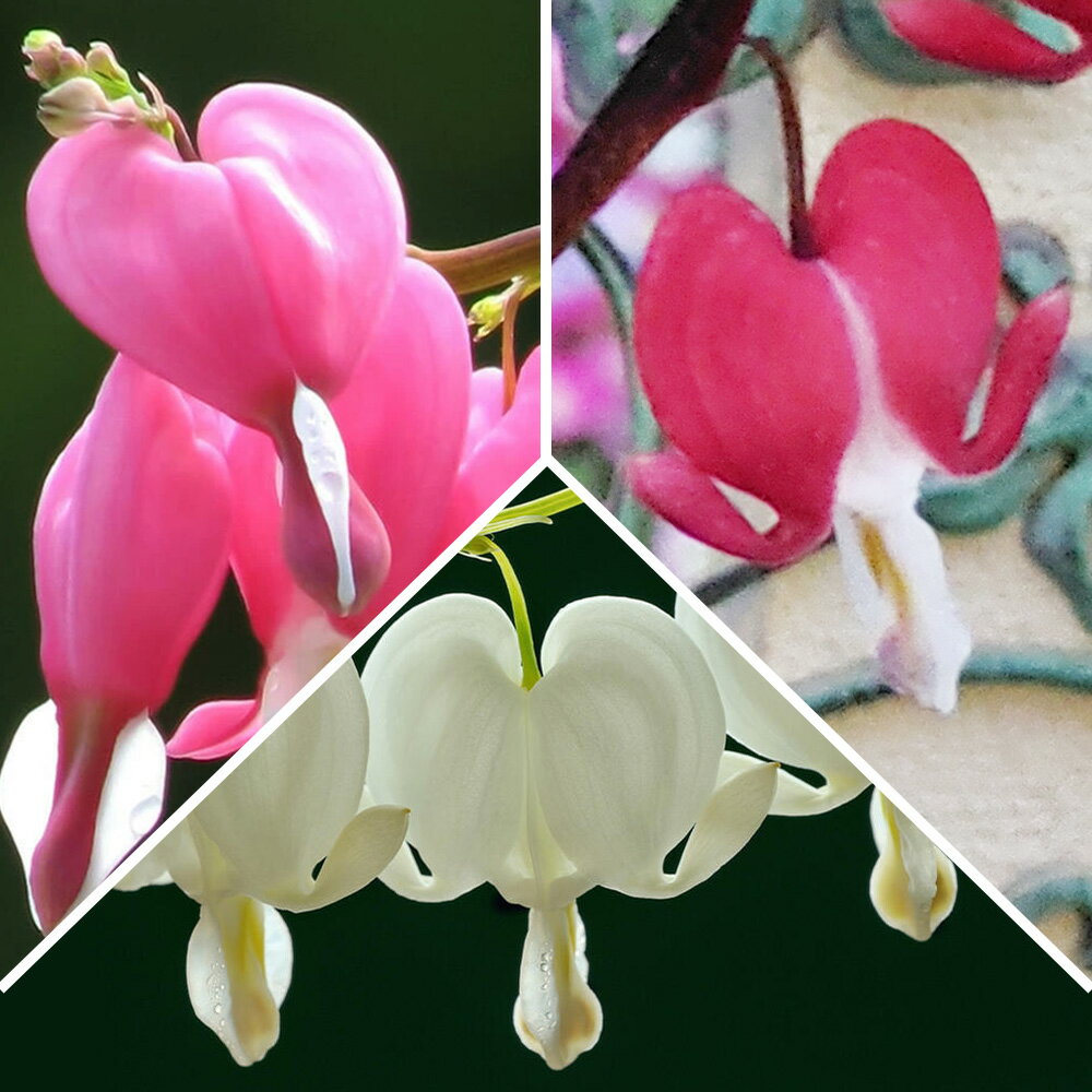 花苗 春 たいつり草 選べる色 1鉢4号Dicentra spectabilis タイツリソウ 花苗 花 耐寒性宿根多年草 宿根草 多年草 ケシ 芥子 春苗