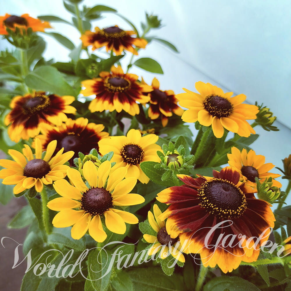 1000円ポッキリ 花苗 ルドベキア トト 3～3.5号 3ポットセット【お届け中】Rudbeckia hirta totogold 夏苗 花苗 宿根草 草丈中低 黄花 苗 鉢植え 庭植え ガーデニング 花壇 苗 花 ガーデニング ガーデン