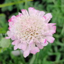 花苗 スカビオサ 白ときどき桃 1鉢 3号【お届け中】Scabiosa atropurpurea 多年草 耐寒性多年草 花壇 鉢植え 切花 ドライフラワー マツ...