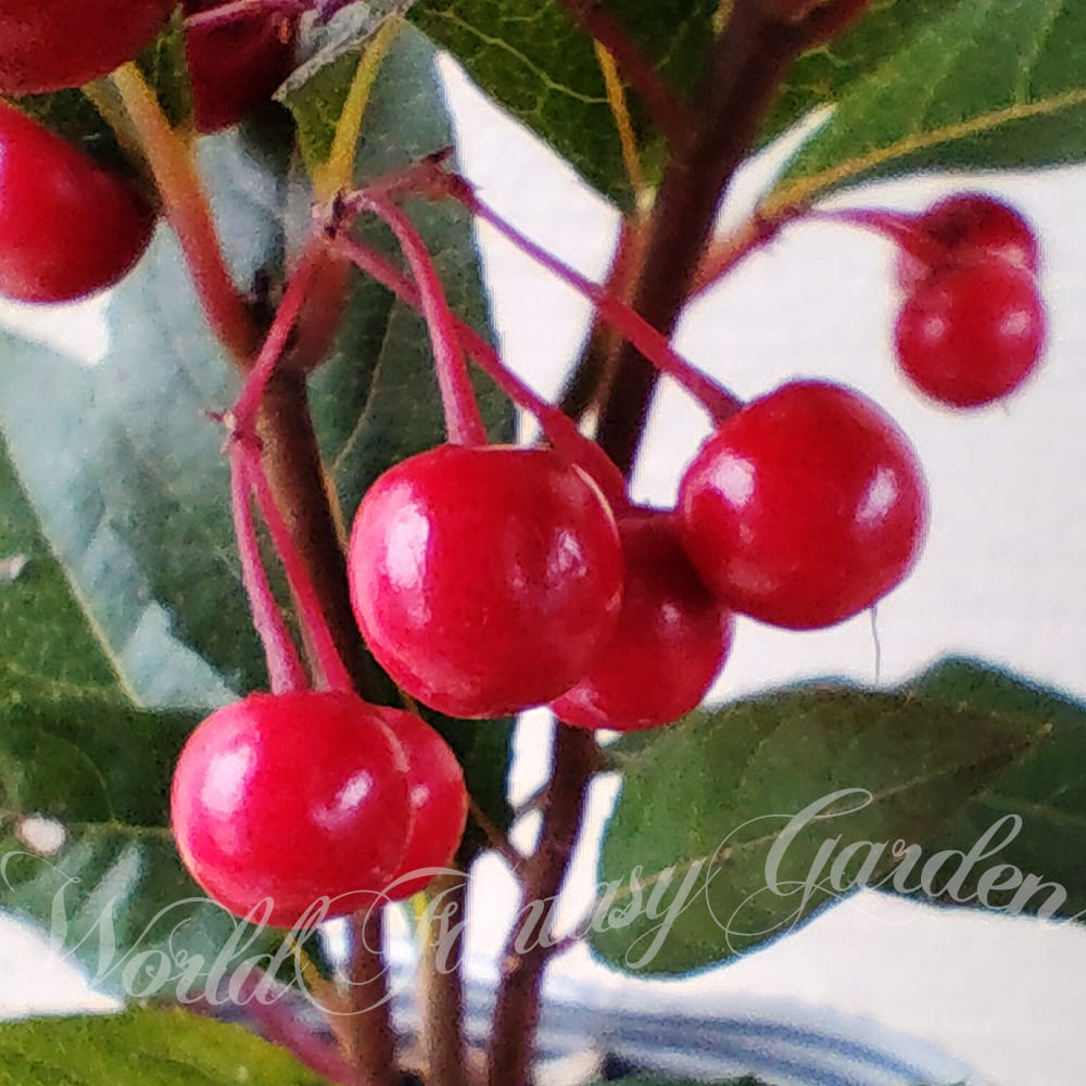 苗 ヤブコウジ 1鉢 2.5号【お届け中 現在実なしでお届け】Ardisia japonica 十両 藪柑子 やぶこうじ 縁起物 赤い実 寄せ植え 鉢植え 庭植え 観葉植物 常緑性 カラーリーフ グランドカバー ガーデン ガーデニング ハッピーガーデンのサムネイル