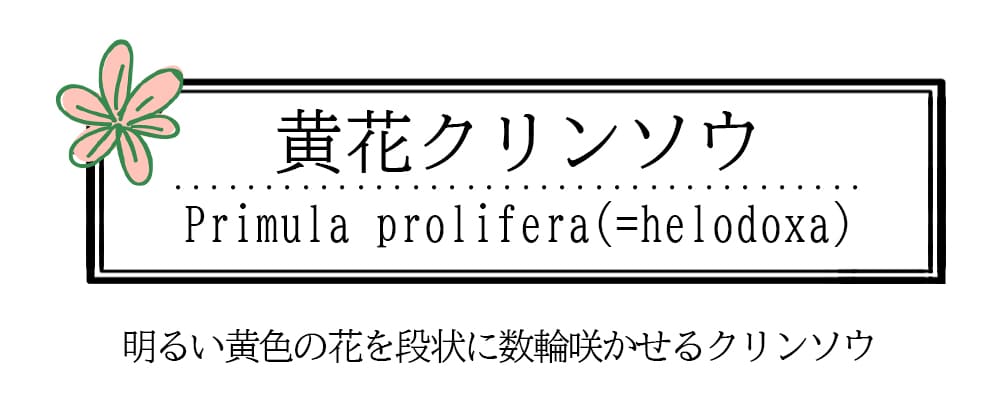 花苗 夏 黄花クリンソウ 1鉢 3.5〜4号ロング【お届け中】Primula prolifera helodoxa プリムラ サクラソウ 桜草 宿根草 夏苗 夏の花 多年草 花の苗 鉢植え 花壇植え 庭植え 花壇 ガーデン ガーデニング