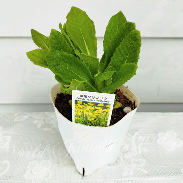 花苗 夏 黄花クリンソウ 1鉢 3.5〜4号ロング【お届け中】Primula prolifera helodoxa プリムラ サクラソウ 桜草 宿根草 夏苗 夏の花 多年草 花の苗 鉢植え 花壇植え 庭植え 花壇 ガーデン ガーデニング