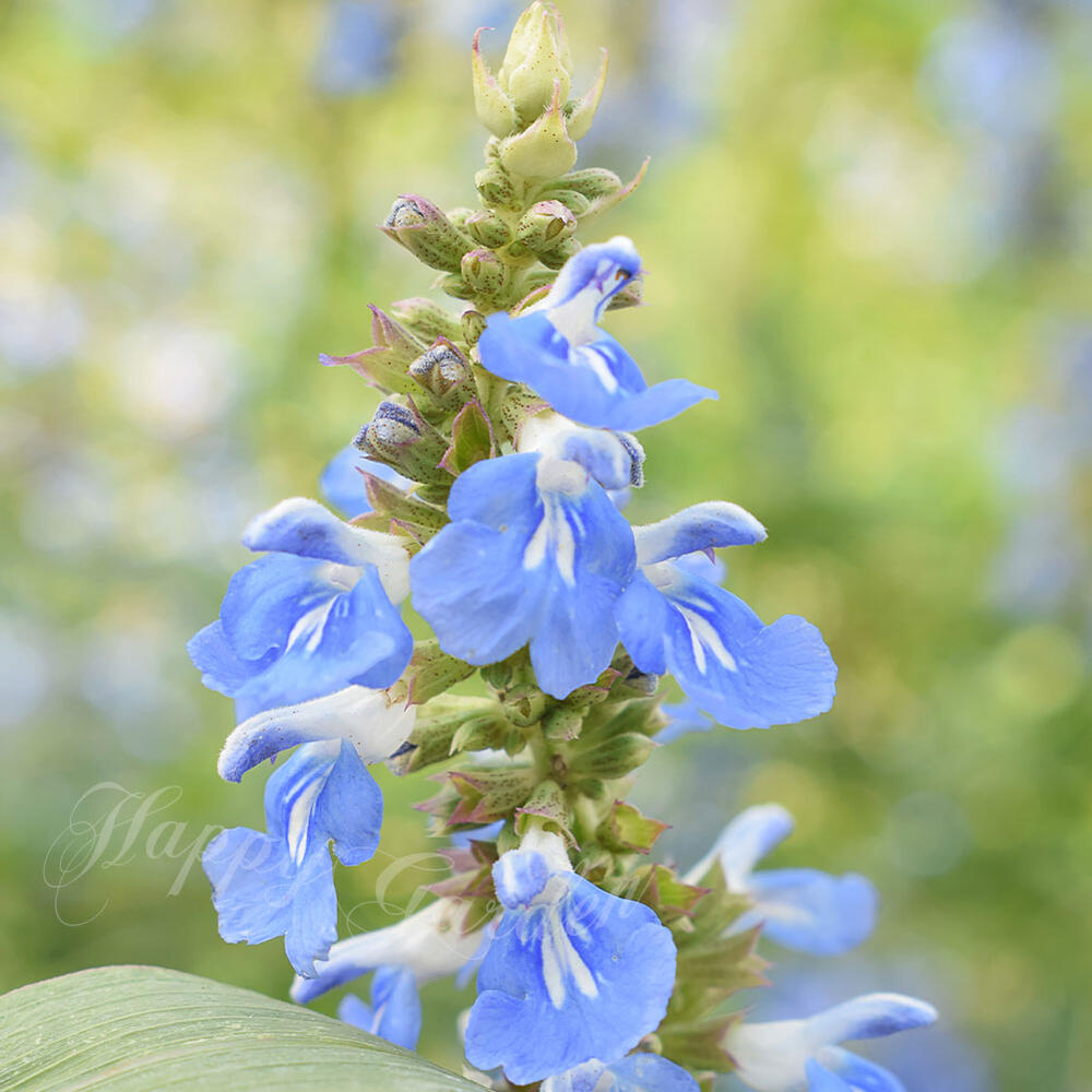 花苗 サルビア ボックセージ 1鉢 3.5号【お届け中】 Salvia ul…