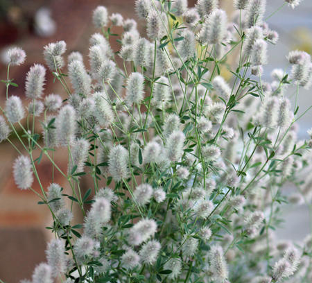 花苗 春 トリフォリウム バニーズ 1鉢 3～3.5号【お届け中】Trifolium arvense 一年草 春苗 花苗 トリフォニウム ク…