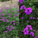 花苗 宿根バーベナ テネラ 3～3.5号グランドカバー 匍匐性 草花 花苗 夏 多年草 苗 イングリッシュガーデン ガーデニング 花の苗 ハッピーガーデン