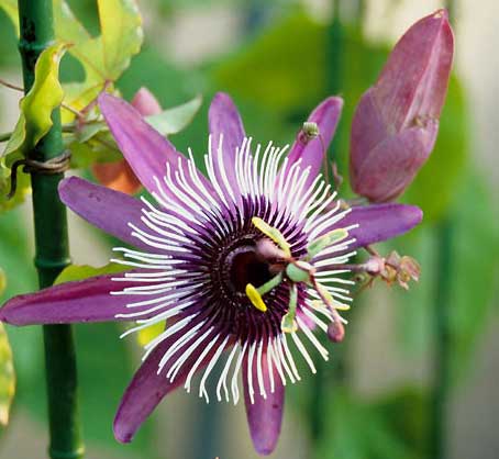 花苗 時計草(トケイソウ)パッションフローラ ビオラセア ビクトリア花苗 3号1鉢 Passiflora violacea Victoria グリーンカーテン クライミング つる性 時計草 緑のカーテン とけいそう ヨシズ 節電対策