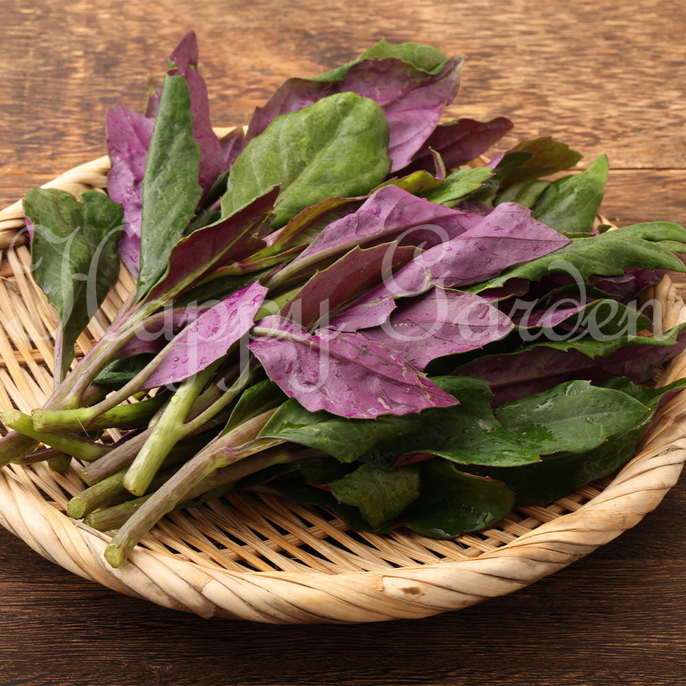 野菜苗 宿根草野菜 ハンダマ 選べるセット 3.5号【お届け中】スイゼンジナ 水前寺菜 キンジソウ 金時草 野菜 葉物 葉物野菜 家庭菜園 沖縄 多年草 ガーデン ガーデニング 夏苗 ハッピーガーデンのサムネイル