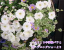 花苗 斑入りグレコマ バリエガータ 1鉢 3～3.5号 【お届け中】 取り置き 多年草 花苗 夏 苗 カラーリーフ グランドカバー 青花 イングリッシュガーデン 花の苗 鉢植え 庭植え ガーデニング 花壇 Glechoma hederacea Variegata ハッピーガーデン 2024SPR