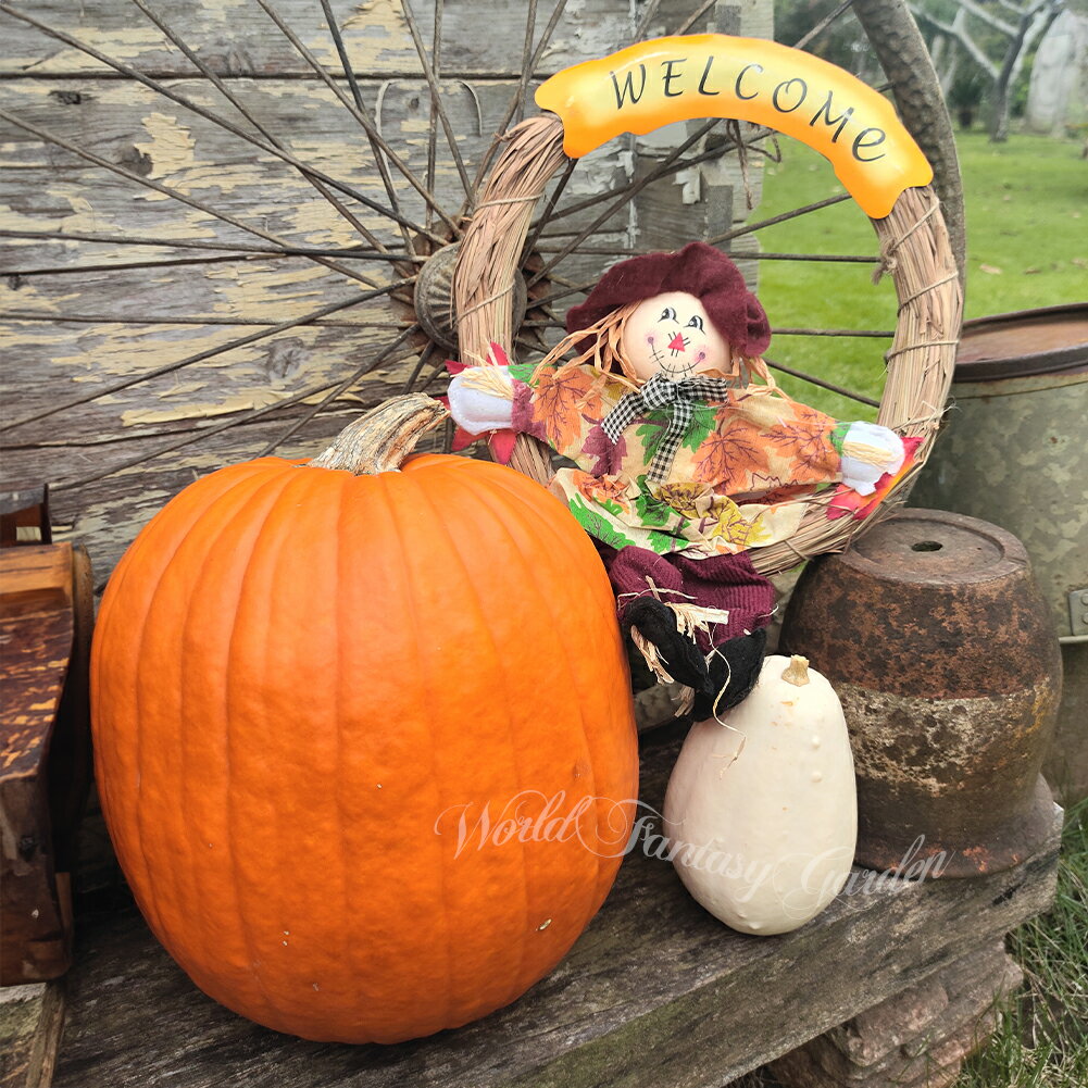 ハロウィン ＼本物のカボチャ／ ジャックオーランタンを作ろう 白いオモチャカボチャのおまけ付き カービングセット【お届け中】Halloween パンプキン カービング 彫刻 ジャック・オー・ランタン　かぼちゃ　南瓜