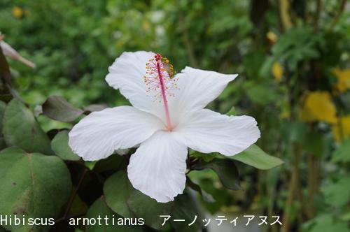 ハイビスカス アーノティアヌス 1鉢 Hibisucus arnottianus