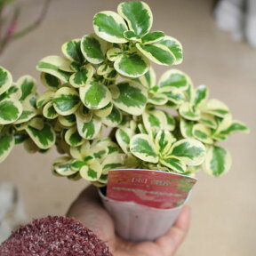 コプロスマ マーブルクイーン1鉢 Coprosma Marble Queen 2.5ロングポット