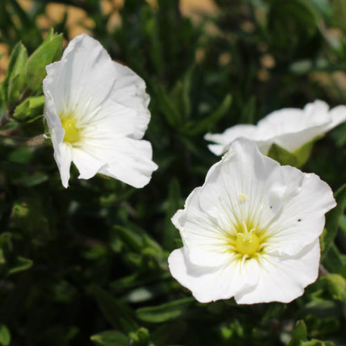 花苗 春 アレナリア モンタナ 1鉢 3～3.5号【お届け中】Arenaria 宿根草 多年草 草花 白花 イングリッシュガーデン 苗 鉢植え 庭植え ガーデニング 花壇