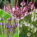 花苗 夏苗 バーベナ ハスタータ 3種より選択 1鉢 3.5号 花なしでお届け【お届け中】Verbena hastata ピンク ブルー ホワイト 夏 苗 宿根草 イングリッシュガーデン 鉢植え 庭植え ガーデニング 花壇 ハッピーガーデン