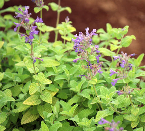 花苗 冬 ネペタ ライムミント 1鉢 3〜3.5号【秋〜冬期は上部なしでお届け】Nepeta limemint 夏 秋花苗 多年草 黄金葉 青花 イングリッシュガーデン カラーリーフ 草丈低 苗 鉢植え 庭植え ガーデニング 花壇【2022AKI】 ハッピーガーデンのサムネイル