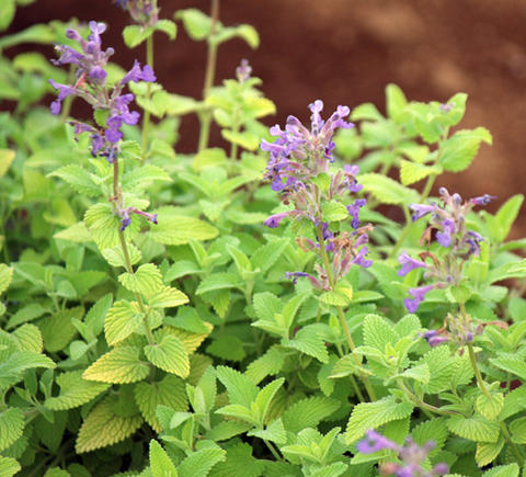 花苗 春苗 ネペタ ライムミント 1鉢 3～3.5号【秋～冬期は上部なしでお届け】【お届け中】Nepeta limemint 夏 秋 多…